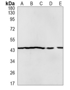 EGLN2 Rabbit Monoclonal Antibody