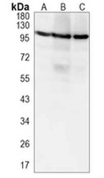 MCM6 Rabbit Monoclonal Antibody