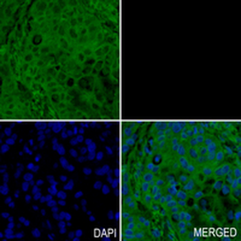 p34-ARC Rabbit Monoclonal Antibody
