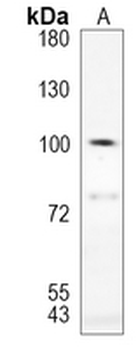 SATB1 Rabbit Monoclonal Antibody