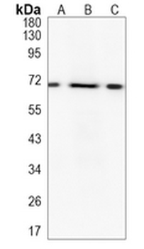 TRIM25 Rabbit Monoclonal Antibody