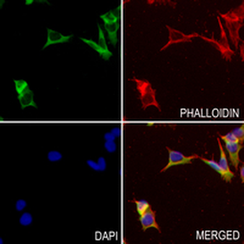 TRIM25 Rabbit Monoclonal Antibody