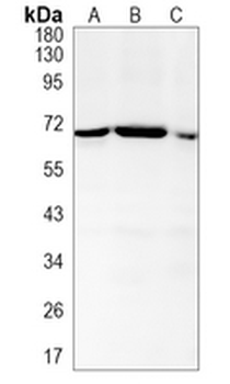 Lamin B2 Rabbit Monoclonal Antibody