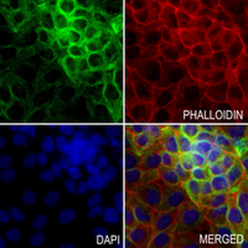 Lamin B2 Rabbit Monoclonal Antibody