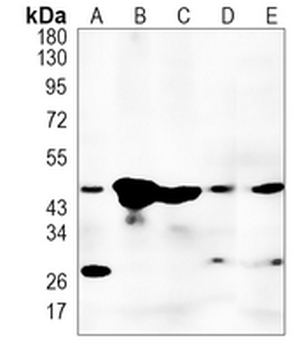 TROY Rabbit Monoclonal Antibody