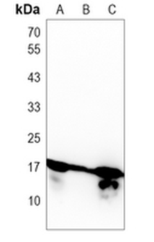 Histone H2B Rabbit Monoclonal Antibody