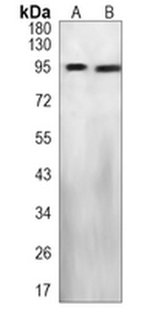 Axin-2 Rabbit Monoclonal Antibody