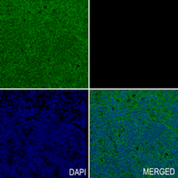 FGF1 Rabbit Monoclonal Antibody