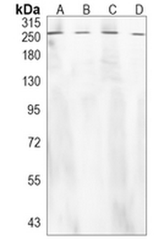 Collagen 11 alpha 1 Rabbit Monoclonal Antibody