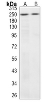 Myosin 11 Rabbit Monoclonal Antibody