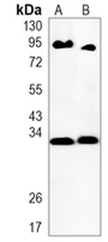 HES-1 Rabbit Monoclonal Antibody