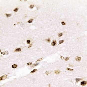 HES-1 Rabbit Monoclonal Antibody