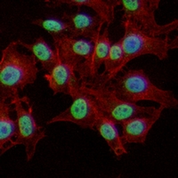 HES-1 Rabbit Monoclonal Antibody