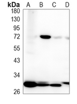 MXD3 Rabbit Monoclonal Antibody