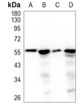 FMO3 Rabbit Monoclonal Antibody