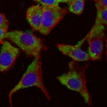 FMO3 Rabbit Monoclonal Antibody