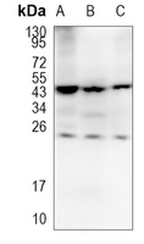 CSN1S1 Rabbit Monoclonal Antibody