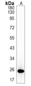 INMT Rabbit Monoclonal Antibody