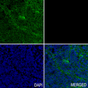 INMT Rabbit Monoclonal Antibody