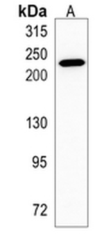 MYH7B Rabbit Monoclonal Antibody