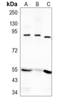 CD71 Rabbit Monoclonal Antibody