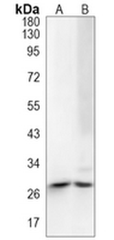 HLA-DQA1 Rabbit Monoclonal Antibody