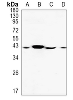 RNLS Rabbit Monoclonal Antibody