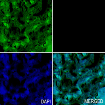 RNLS Rabbit Monoclonal Antibody