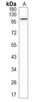 HSPA4 Rabbit Monoclonal Antibody