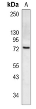 HSPA12A Rabbit Monoclonal Antibody