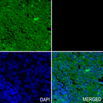 HSPA12A Rabbit Monoclonal Antibody