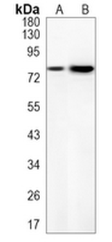 Synapsin 2 Rabbit Monoclonal Antibody