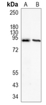 PSD95 Rabbit Monoclonal Antibody