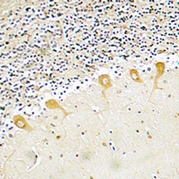 PSD95 Rabbit Monoclonal Antibody
