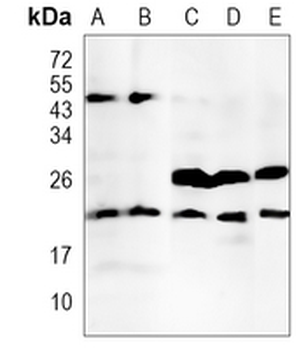 RBM8A Rabbit Monoclonal Antibody