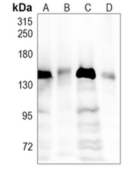 DHX9 Rabbit Monoclonal Antibody