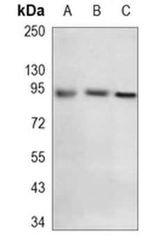 KDM1B Rabbit Monoclonal Antibody