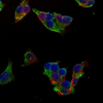 ATG9A Rabbit Monoclonal Antibody