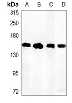 KDM4B Rabbit Monoclonal Antibody