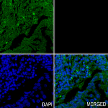 SFPQ Rabbit Monoclonal Antibody