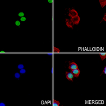 SFPQ Rabbit Monoclonal Antibody