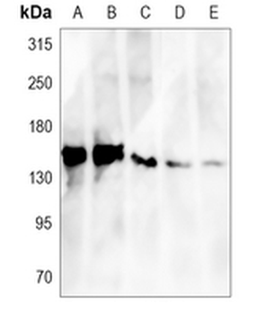 GRP170 Rabbit Monoclonal Antibody