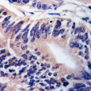RAB7A Rabbit Monoclonal Antibody