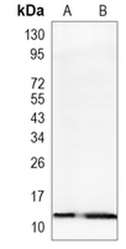 Endobrevin Rabbit Monoclonal Antibody