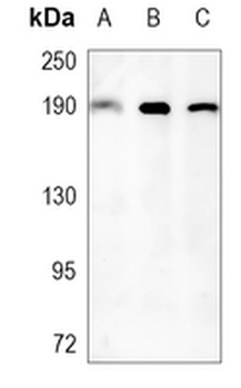 RhoGAP5 Rabbit Monoclonal Antibody