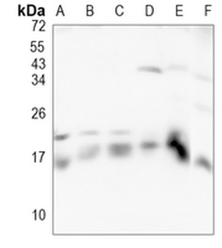 Dynactin 5 Rabbit Monoclonal Antibody
