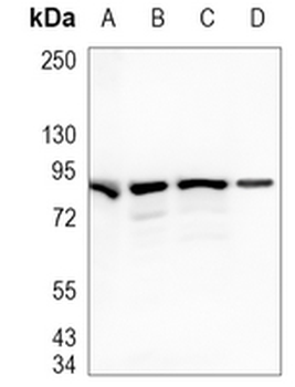 MCM7 Rabbit Monoclonal Antibody