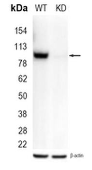STAT5B Rabbit Monoclonal Antibody