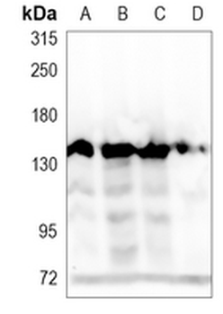 SAP155 Rabbit Monoclonal Antibody