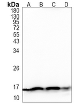 TOM20 Rabbit Monoclonal Antibody